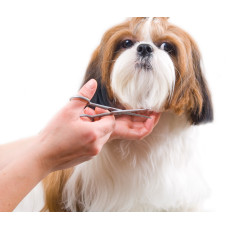 pethotel di kenjeran